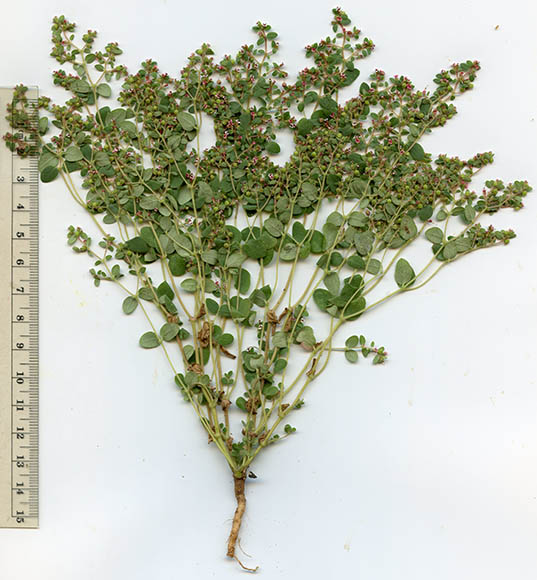  Euphorbia arizonica
